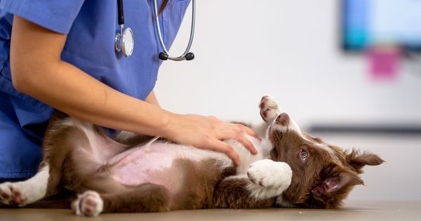 La importancia de reforzar la salud intestinal de tu mascota