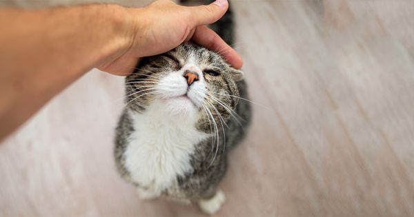 Cómo ayudar a tu gato a vivir hasta una edad avanzada