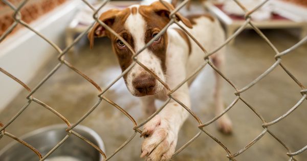 Cómo vivir en un refugio deteriora el bienestar de los perros