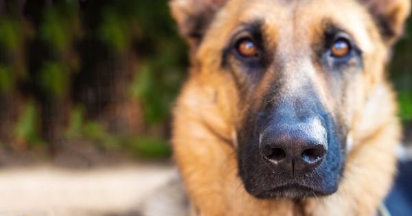 8 razas de perros que una vez fueron saludables y que ahora están deformes