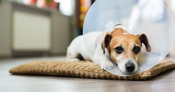 Sorprendentes efectos secundarios de la castración de perros