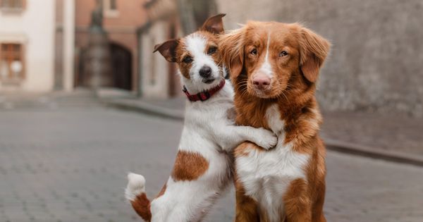 ¿Los perros perdonan a otros perros?