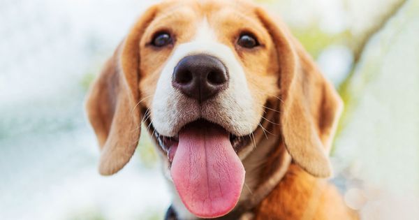La lengua de los perros dice mucho sobre su salud