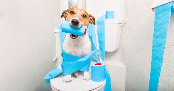 Qué hacer cuando tu mascota tiene diarrea