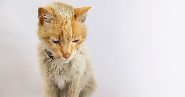 ¿Qué es el síndrome del gatito desvanecido?