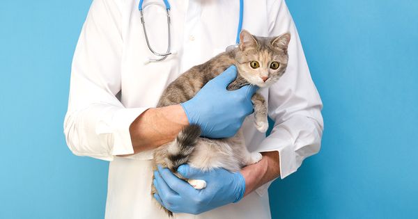 Las 5 principales enfermedades genéticas en gatos