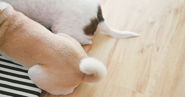 La importancia de la cola de tu perro