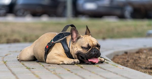12 señales para reconocer un golpe de calor en tu perro