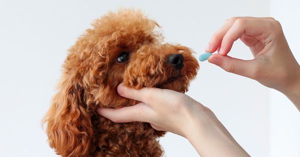 3 características que deben tener los probióticos que le das a tu mascota