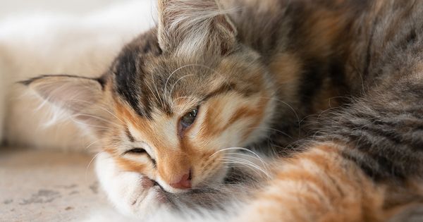10 señales que indican que tu gato podría tener esta deficiencia mortal