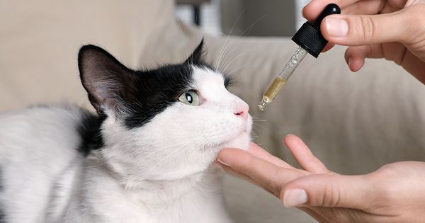 ¿Los saborizanes pueden ayudar a que tu gato 'pueda tomarse su medicina'?