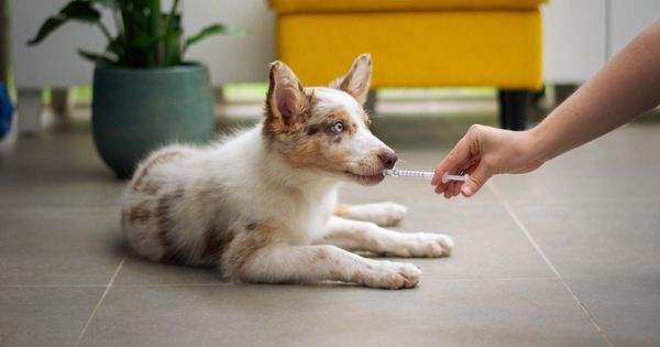 Opioides para tratar el dolor canino