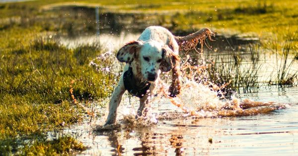 El moho de agua podría ser mortal para tu mascota