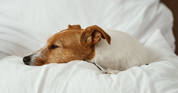 7 cosas que debes considerar al final de la vida de tu mascota