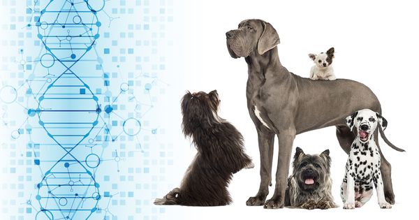 ¿Qué tan precisos son los análisis de ADN para perros?