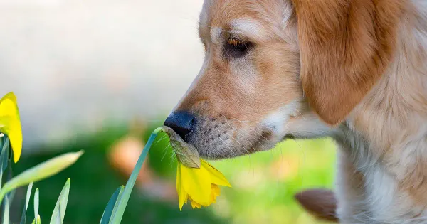 9 plantas que pueden acabar con la vida de tus mascotas