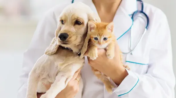Ayuda a tu mascota a perderle el miedo a las visitas veterinarias