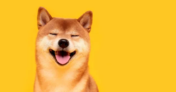 10 maneras de saber si tu perro es feliz