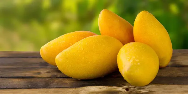 Mango: Tu mascota disfrutará de esta fruta rica en antioxidantes