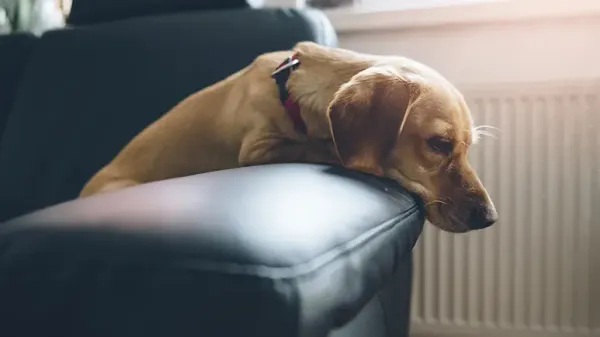 ¿Cuánto tiempo dejas a tu perro solo en casa?