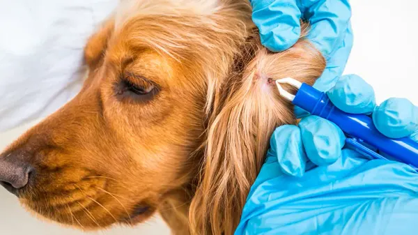 7 síntomas que caracterizan a la enfermedad de Lyme en perros