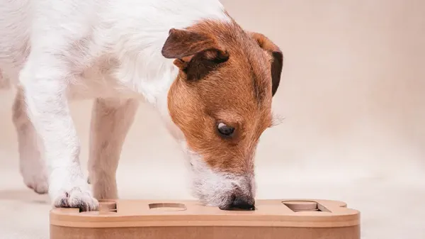 Enséñale a tu perro el trabajo de nariz de forma divertida