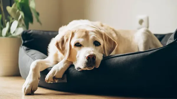 ¿Tu perro sufre de apnea de sueño?