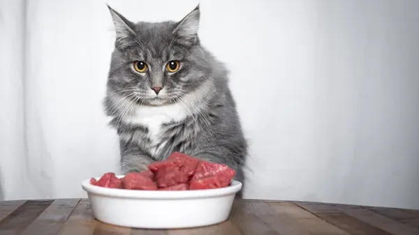 5 cosas que puedes hacer si tu gato no quiere comer