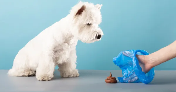 ¿Por qué algunos perros comen heces?