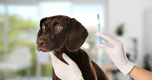 Cómo proteger a tu mascota del daño de las vacunas