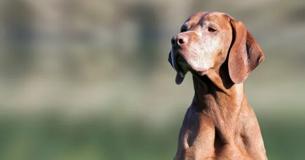 6 consejos para tener un perro adulto mayor vigoroso y feliz