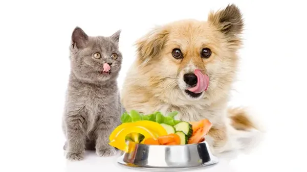 5 superalimentos que maximizarán los beneficios de las comidas de tu mascota